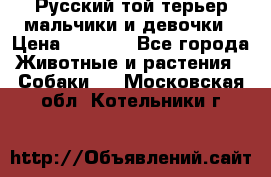 Русский той-терьер мальчики и девочки › Цена ­ 8 000 - Все города Животные и растения » Собаки   . Московская обл.,Котельники г.